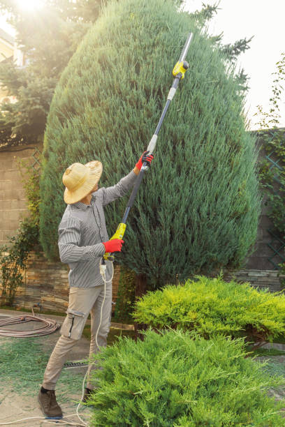 Best Lawn Irrigation Installation and Maintenance  in Mojave, CA